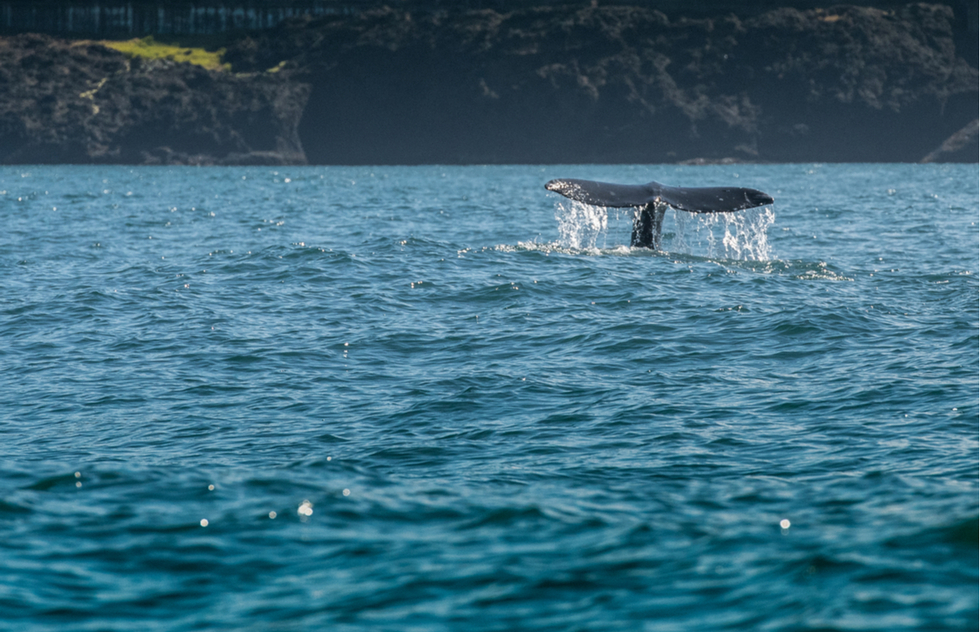 Oregon Coast road trip itinerary: Whale near Depoe Bay in Oregon