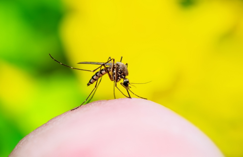 Dengue Fever Surges in the USA! Learn How to Prevent Mosquito Bites When You Travel | Frommer's