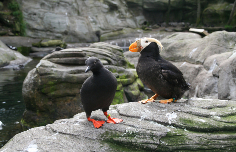 Oregon Coast road trip itinerary: Puffins at the Oregon Coast Aquarium in Newport