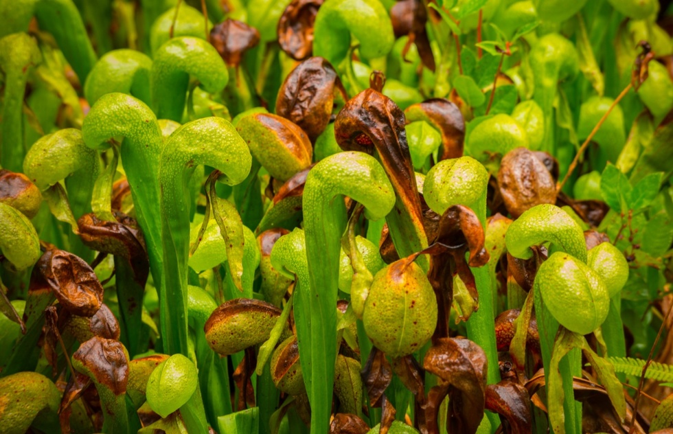 Oregon Coast road trip route plan: Darlingtonia State Natural Site in Oregon