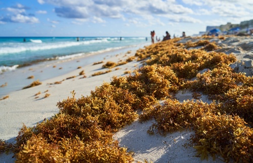 Forecast: No Sargassum Season in Cancún This Year—but Other Beaches Not as Lucky | Frommer's